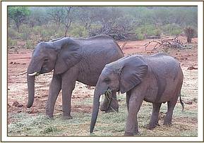 Lualeni and Ololoo