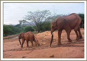 Sinya escorting Bada infront