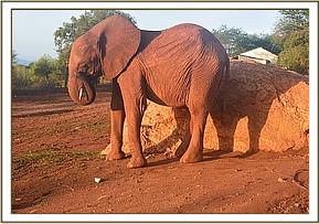 Lesanju scratching