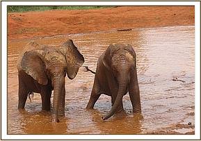 Sinya left, & Kenia playing