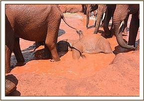 Sinya, front and Bada lying in the water