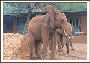 Lesanju takes Panda's position on the rock