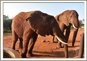 Morani and Laikipia enjoying the copra cake