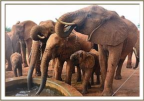 Emily's herd drinking from the water trough