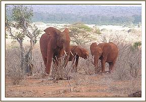 Lesanju stopping to greet Embu and Lentili