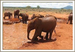 Lesanju at the mudbath