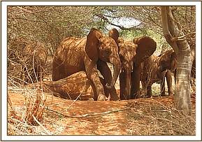Lempaute sitting on Mzima