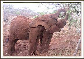Lesanju browsing next to Shimba