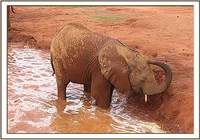 Lempaute in the mudbath