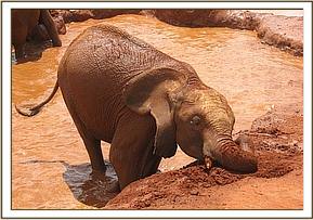 Lesanju playing in the water
