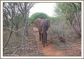 Madiba