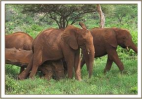Lempaute left and Shimba