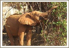 Lempaute enjoying some green browse