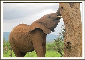 Lesanju investigating a hole in a tree