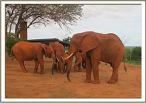 Laikipia and others feeding on copra cake