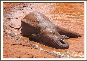 Lempaute at the mudbath