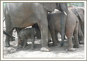 Mulika's baby