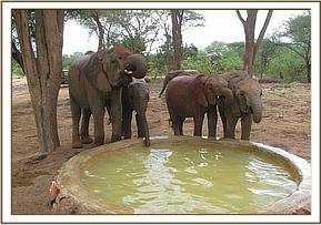 Lualeni drinking with the babies