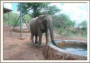 Yatta having a drink