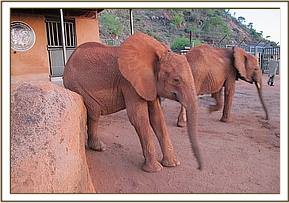 Lempaute scratching at the stockade