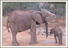 Mulika and Mwende at the stockade