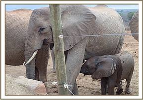 Wendi with her baby Wiva