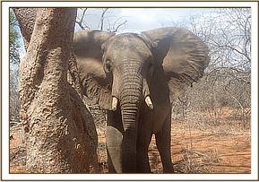 Ex Orphan bull Madiba