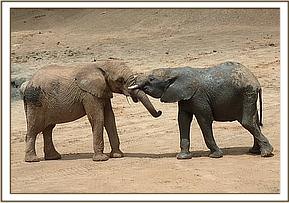 Orwa being pushed by Bongo