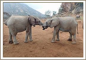 Orwa and Narok communicating