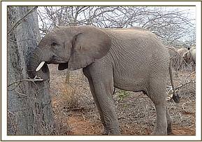 Orwa rests on a baobab tree