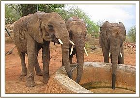 Lualeni, Kora and Challa taking water