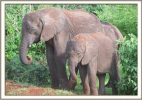 Makena and Ithumbah