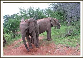 Sidai and Sunyei