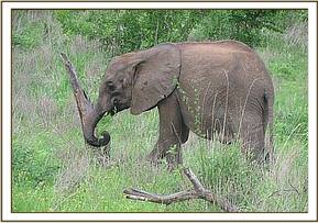 Ithumbah grazing