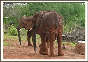 Galana and Napasha