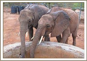Lualeni and Kora drinking