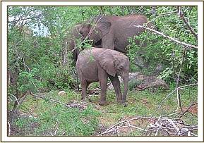 Ithumbah feeding