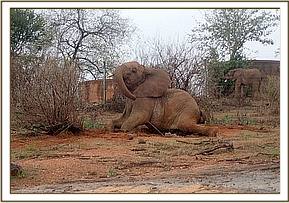 Orwa playing and posing
