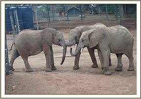 Barsilinga, Orwa & Narok put their heads together