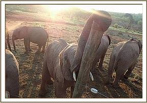 Beautiful sun on Orwa as he plays