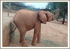 Orwa having a good scratch