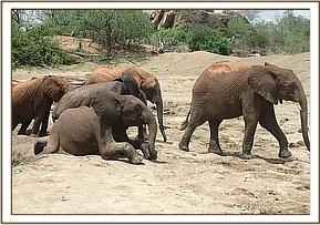 Orwa leads others out of the mud bath
