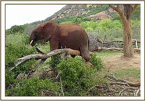 Orwa scratching on a tree