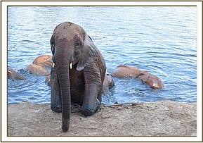 Ukame leaving the mud bath