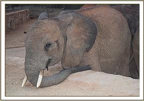 Orwa scratching