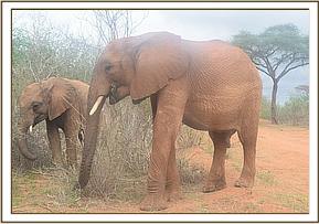 Orwa and Kamok browse