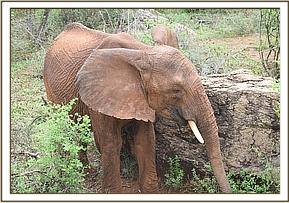 Orwa stops for a scratch