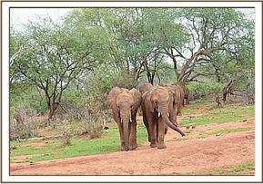 Ukame and Kamok lead orphans to mud-bath
