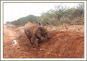 Yatta playing in the wet earth