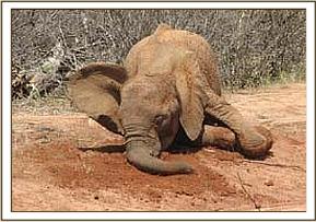 Sunyei digging in the soil